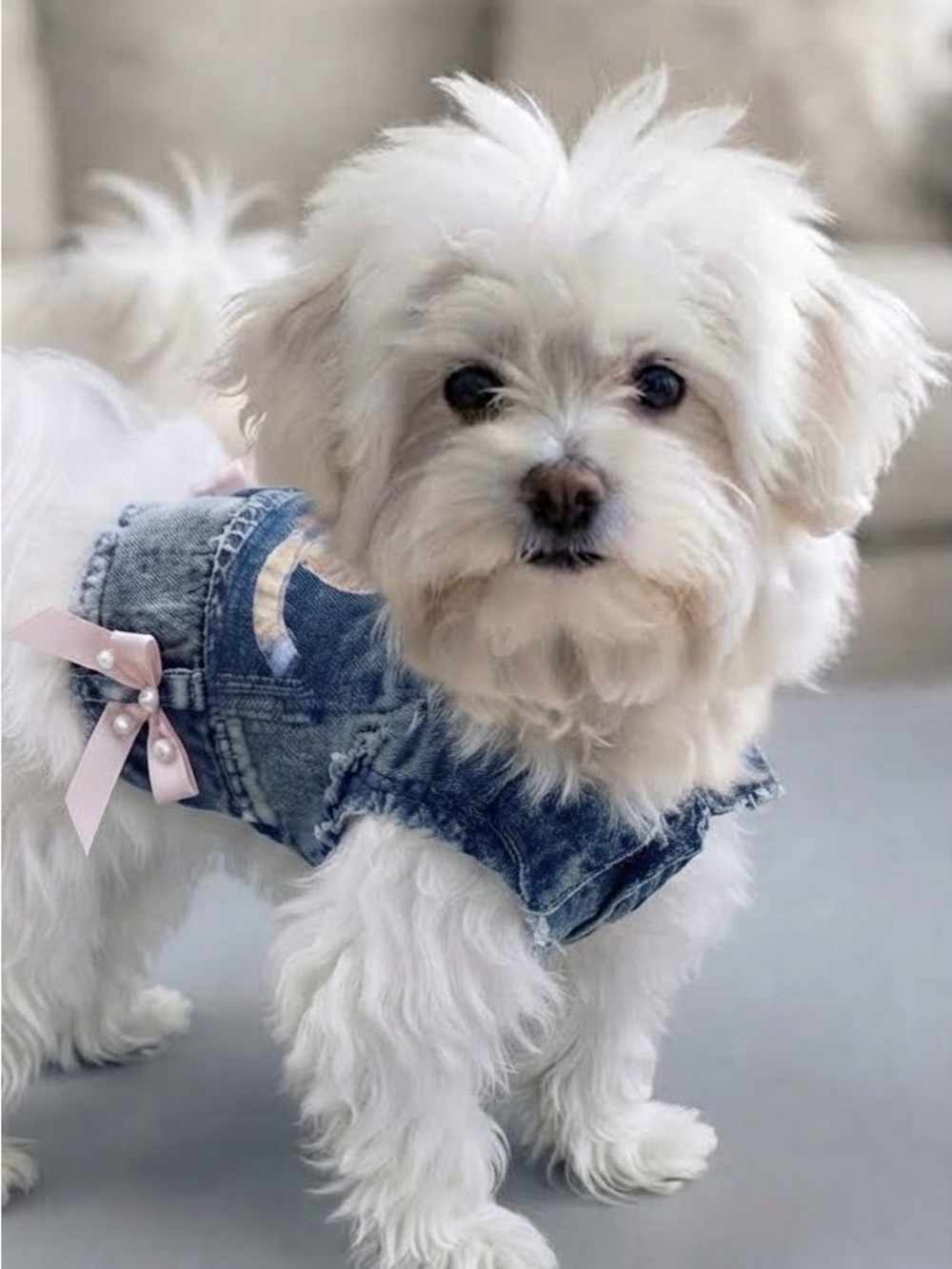 Denim Dog (or cat) Vest with Pink Bows